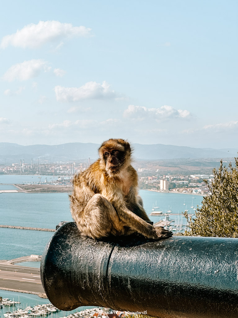 Rich results on Google's SERP when searching for ‘เที่ยวยิบรอลตาร์’, ‘ยิบรอลตาร์’, ‘เที่ยว Gibraltar’, ‘Gibraltar’, ‘ที่เที่ยวยิบรอลตาร์’, ‘เที่ยวยิบรอลตาร์ด้วยตนเอง’, ‘วางแผนเที่ยวยิบรอลตาร์’, ‘ขับรถเที่ยวด้วยตัวเอง’, ‘ขับรถเที่ยวยุโรป’, เที่ยวยุโรปด้วยตัวเอง’ and ‘วางแผนเที่ยวด้วยตัวเอง’