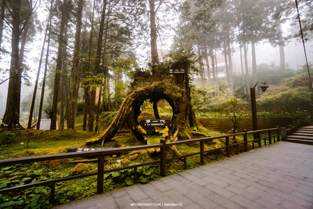 Rich results on Google's SERP when searching for 'เที่ยวอาลีซาน’, 'เที่ยวอาลีซาน ไต้หวัน', 'Alishan National Forest Recreation Area' and 'Three Generations Tree'