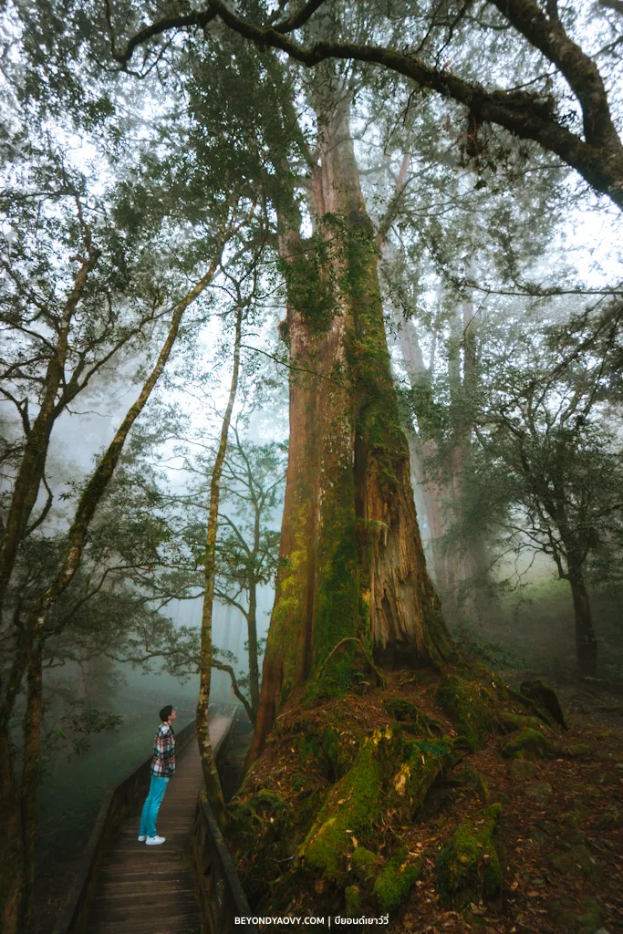 Rich results on Google's SERP when searching for 'เที่ยวอาลีซาน’, 'เที่ยวอาลีซาน ไต้หวัน', 'Alishan National Forest Recreation Area' and 'Giant Tree Trail'